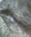raidog's Avatar