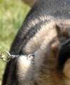knottypaws's Avatar