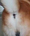 canislupus's Avatar