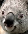 anguila's Avatar