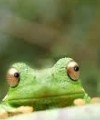 zoodioniper's Avatar
