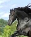ro manzoo's Avatar