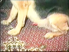 Oriental veterinaria