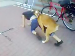 big dog