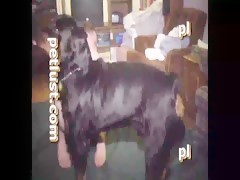el cartero y el pony