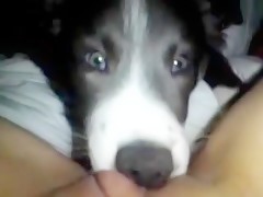 Can por los dos agujeros