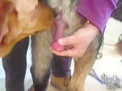 Trincada por el perro