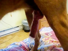 Zorro jode coneja