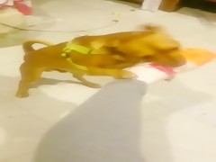 Carantoñas al perro