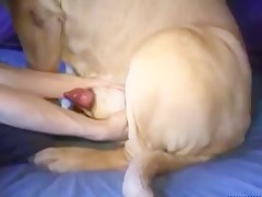 Boy Masturbate Mastiff