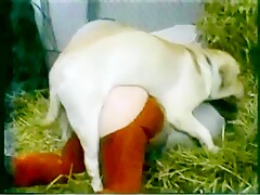 Caledonian - Friskys_Outside_Play_Pen