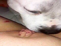 Dog lick my wet pussy