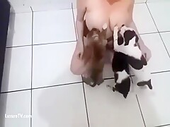 Dog breastfeeding  milk 3