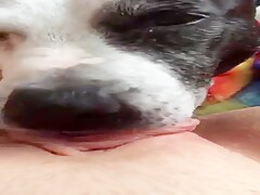 dog licking pretty pussy